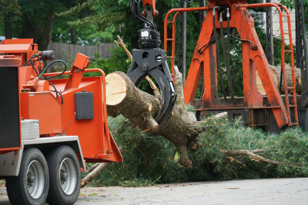 Best Tree Removal Near Me  in , DC